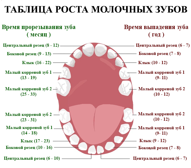 Как у вас прорезывались коренные зубы Как у вас прорезывались коренные зубы